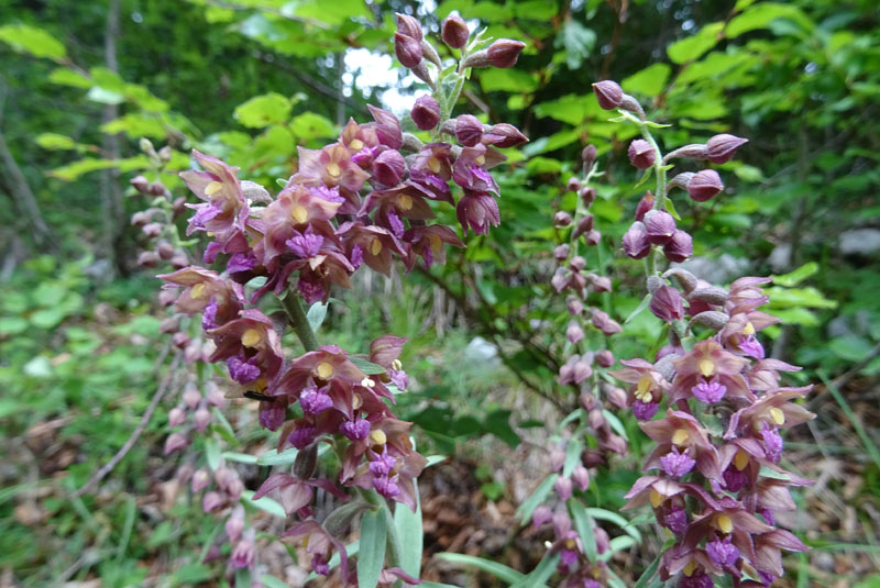 Epipactis atrorubens